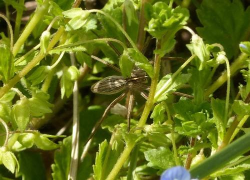 Pisaura mirabilis